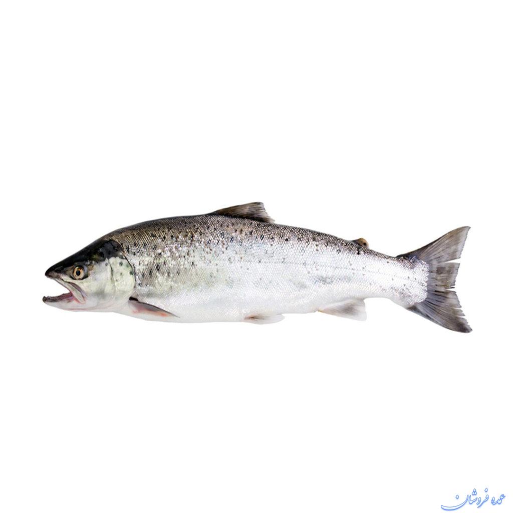 ماهی قزل آلا فرانسوی ارگانیک (۴۰۰ تا ۸۵۰ gr)