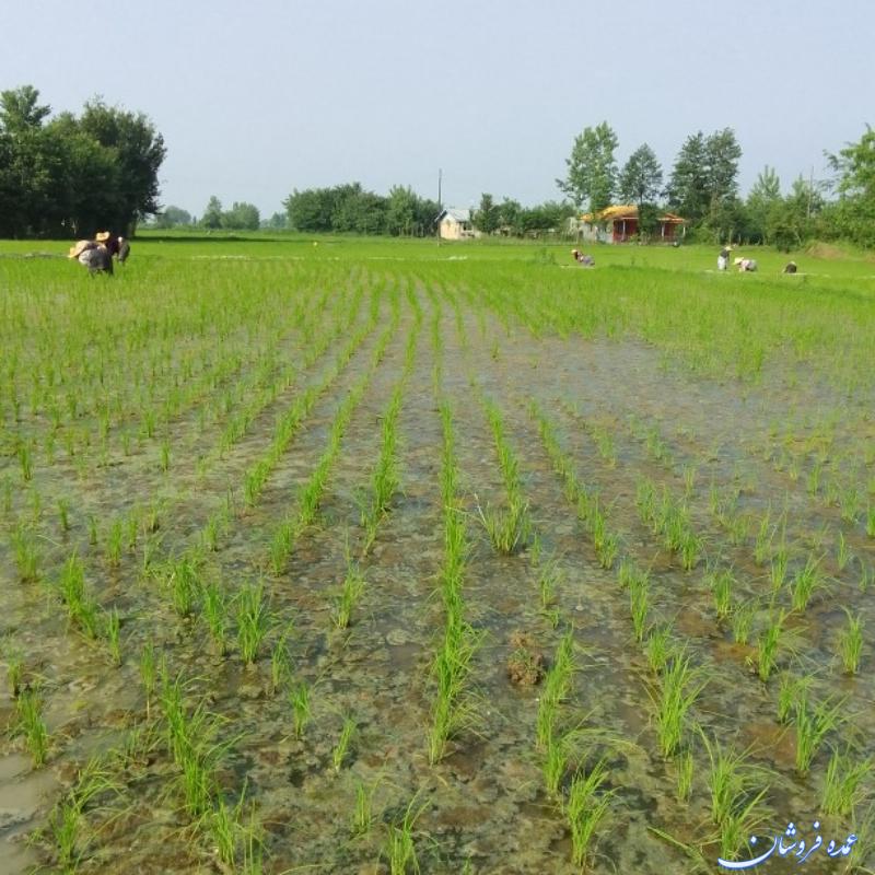 برنج هاشمی امسال