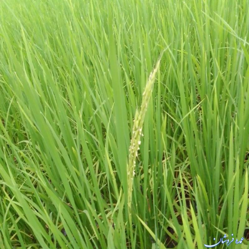 برنج هاشمی امسال