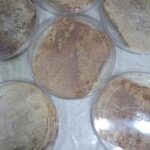عسل گوهستان