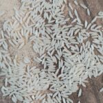 برنج طارم هاشمی کشت اول