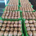 فروش کیوی هایوارد صادراتی