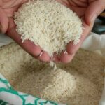 برنج طارم هاشمی اعلاء فریدونکنار