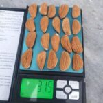 خریدو فروش بادام مامایی وانواع بادام