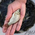 بچه ماهی گرم آبی کپور فیتوفاک بیگ هد آمور