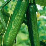 فروش عمده خیارسبز