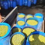 زیتون و روغن زیتون
