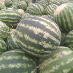 فروش سیب زمینی، سیر،پیاز…