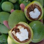 گردو تازه