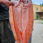 فروش عمده ماهی سالمون و قزل آلا