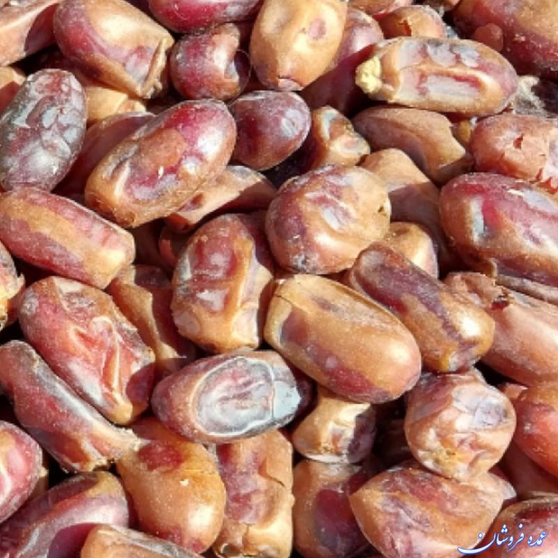 انواع خرما محصول بلوچستان