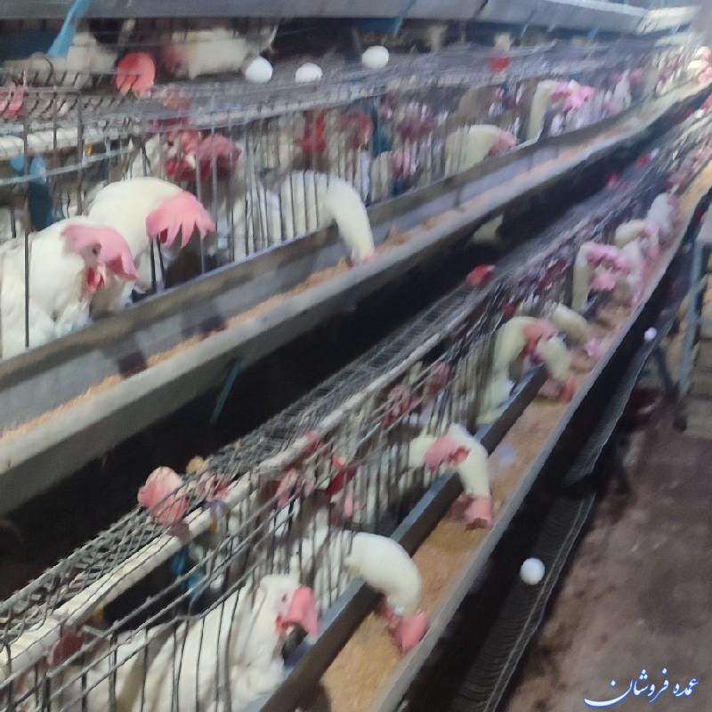 مرغ زنده مرغ تخمگذار  خرید و فروش مرغ زنده