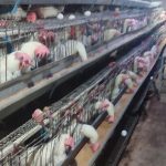 فروش مرغ تخمگذار زنده  صنعتی مرغ سفید جهت نگهداری