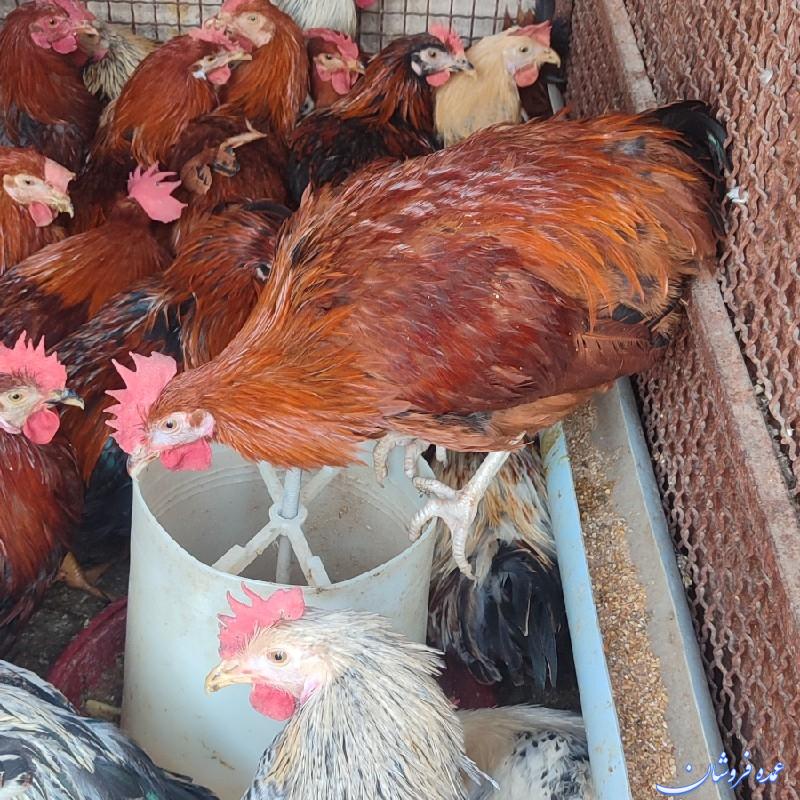 دون مرغی دان مرغی تخمگذار مرغ خروس خرید و فروش