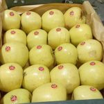 فروش عمده سیب صادراتی