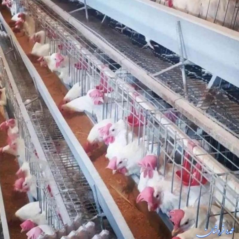 مرغ زنده تخمگذار راندمان تولید بالا