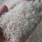 برنج هاشمی ممتاز صادراتی شمال ایران ،استان گیلان