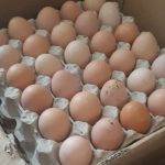 فروش تخم مرغ محلی درجه یک تعداد بالا کارتنی