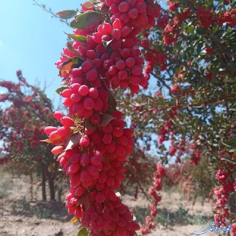 زرشک شاخه تازه