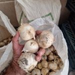 موسیر کوهی ارگانیک