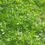 کرفس کوهی ارگانیک