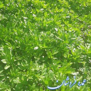 کرفس کوهی ارگانیک