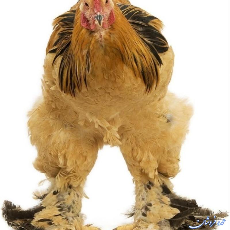 درآمد آنلاین در خدمات اینترنتی مناسب همه شهرها