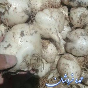 موسیر کوهی ارگانیک