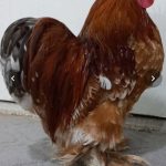 درآمد آنلاین در خدمات اینترنتی مناسب همه شهرها
