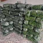 عمده خیار صادراتی