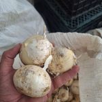 موسیر کوهی ارگانیک