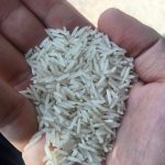 فروش ویژه برنج ایرانی