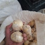 موسیر کوهی ارگانیک