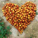 آرد کنار تازه