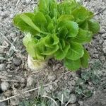 کرفس کوهی ارگانیک