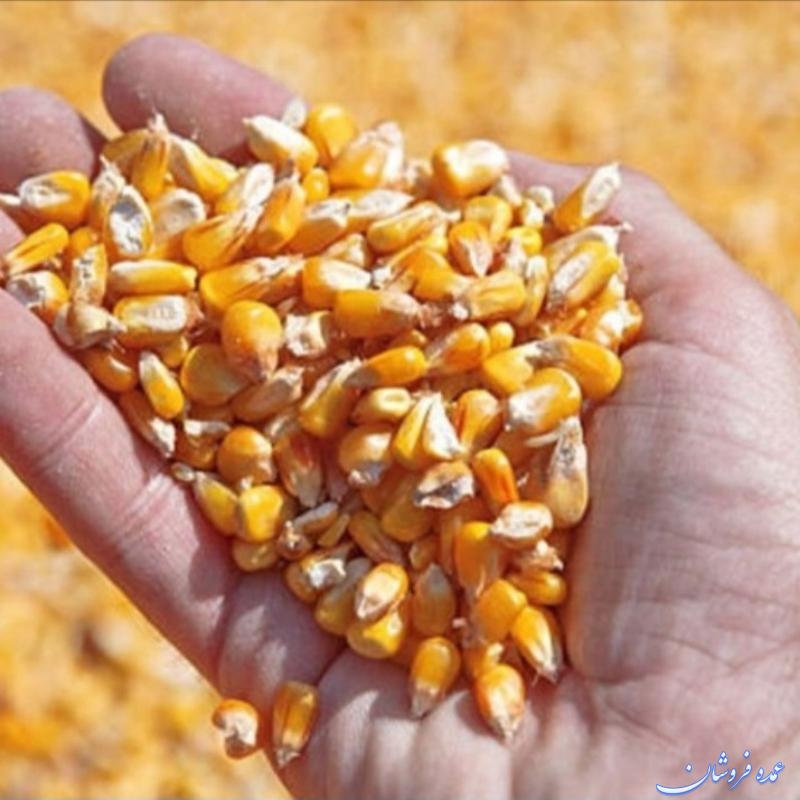 ذرت برزیلی