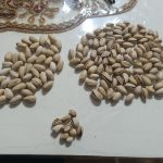توزیع پسته به صورت عمده به سراسر کشور