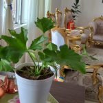تولید و فروش گل برگ انجیری
