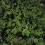 تولید و فروش گل برگ انجیری
