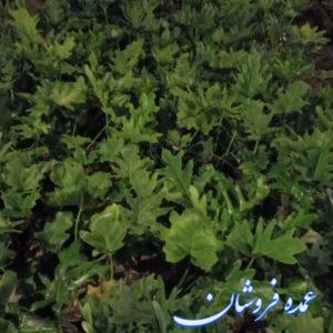 تولید و فروش گل برگ انجیری