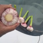 فروش سیر عمده