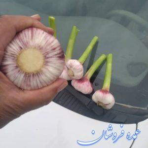 فروش سیر عمده