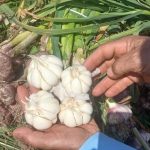 فروش عمده سیر تازه