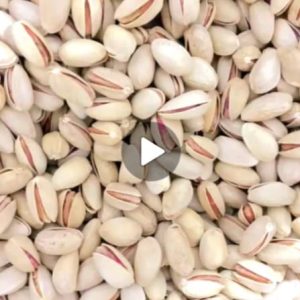 پسته اکبری  انس 20-22