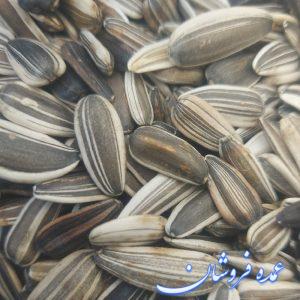 تخمه گل افتاب گردان