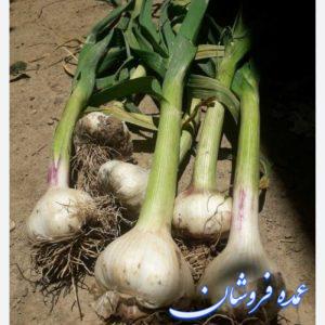 عمده فروشیه سیر