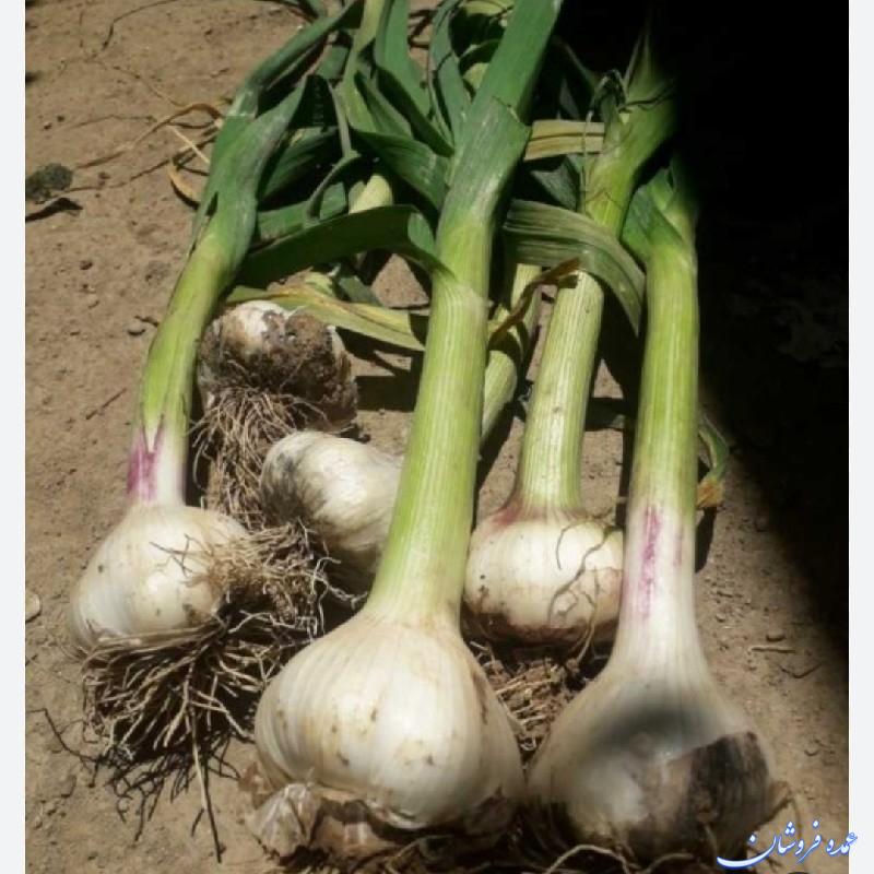 عمده فروشیه سیر