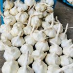 فروش سیر عمده