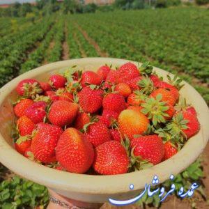 توت فرنگی درجه ۱
