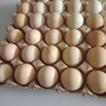 تخم مرغ محلی ارگانیک